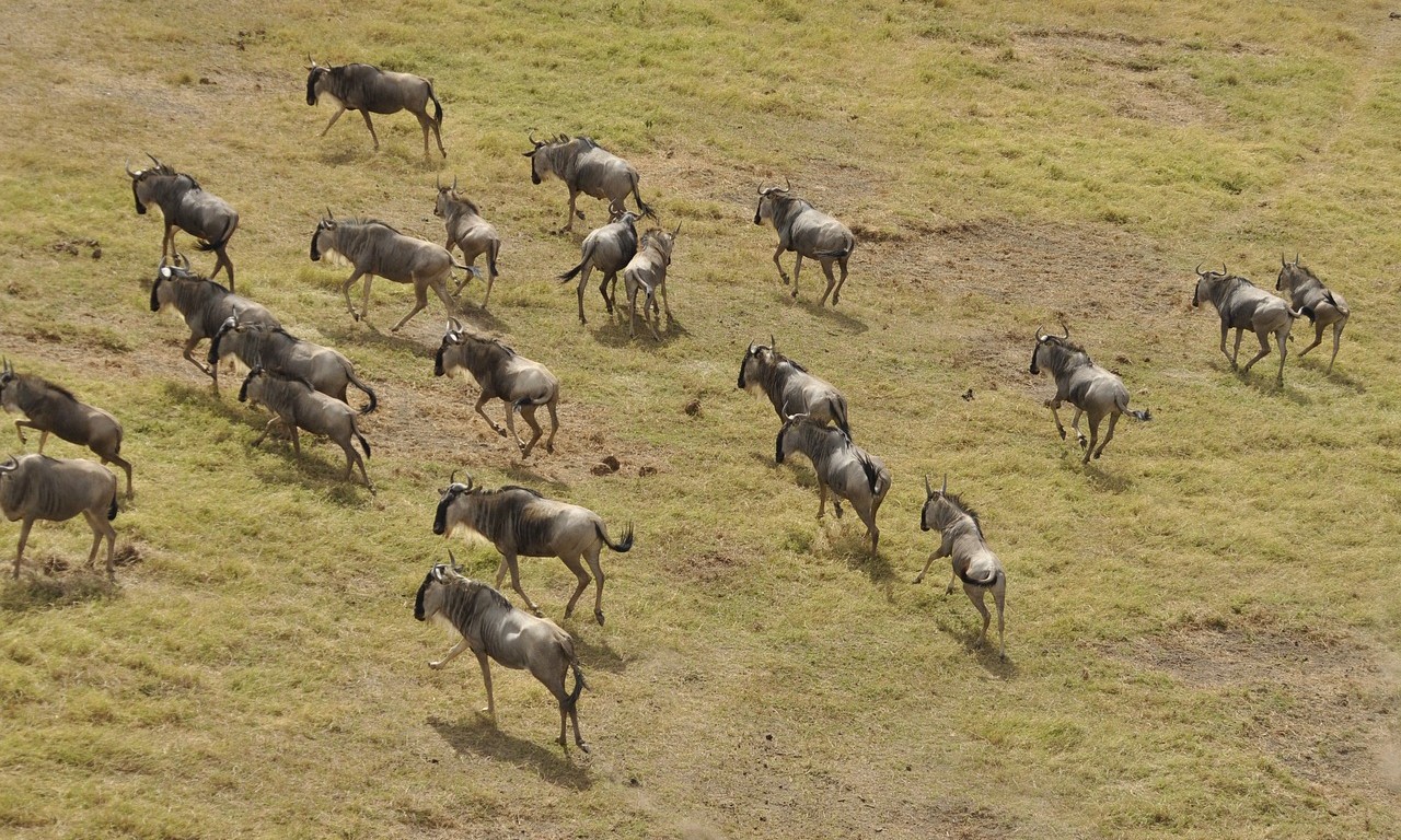 Wildebeest migration