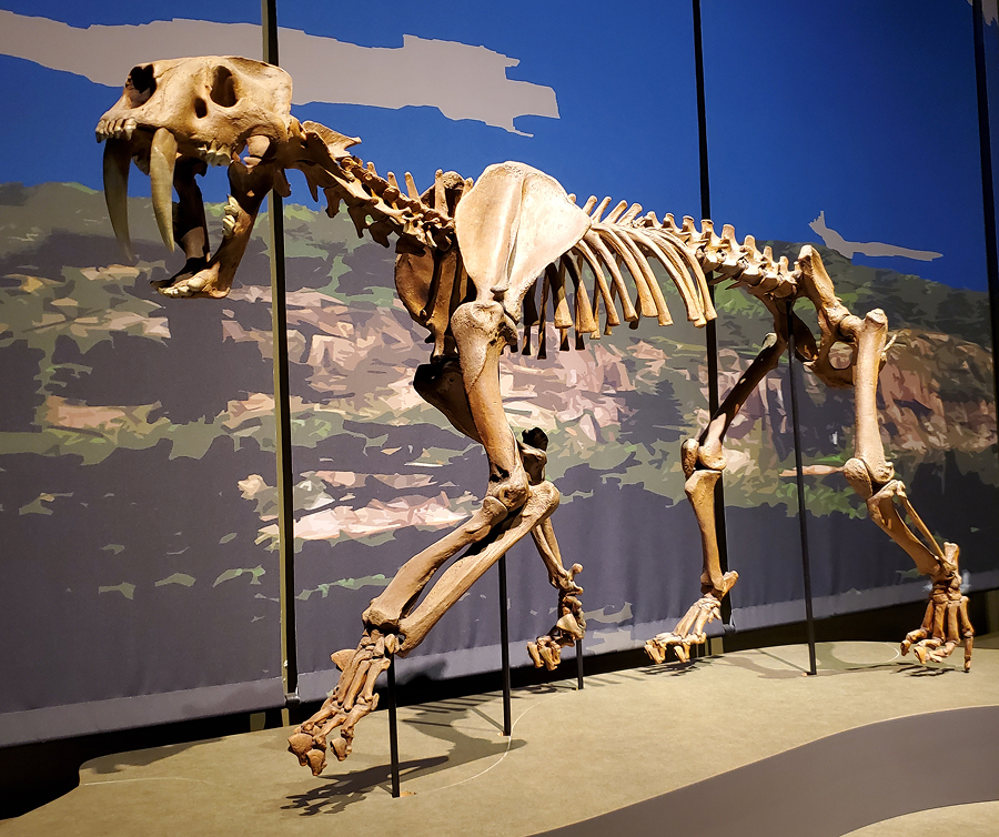 Facts About Saber Tooth tigers