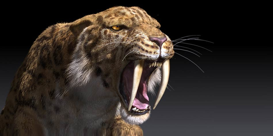 Facts About Saber Tooth tigers