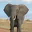 10 Interesting Facts about African Elephants