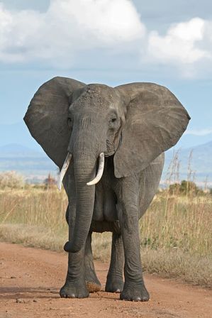 Facts about African Elephants - Bush Elephant