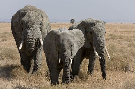 Facts about African Elephants - Female bush Elephant