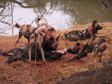Facts about African wild dog - Hunting and eating