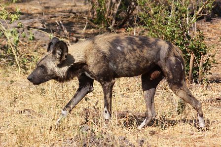 Facts about African wild dog - Lycaon Pictus