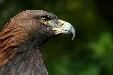 Facts about Albania - Golden Eagle