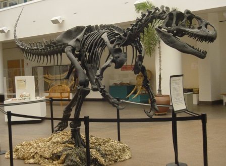 Facts about allosaurus - Allosaurus fossil