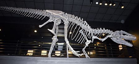 Facts about allosaurus - Big Al