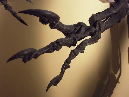 Facts about allosaurus - Hands and claws