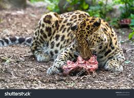 Amur leopard eat its meal