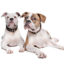 10 Interesting Facts about American Bulldogs