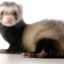 10 Interesting Facts about Ferrets