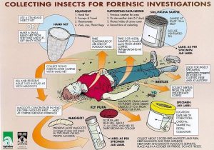 Forensic entomology