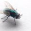10 Interesting Facts about Flies