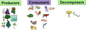 Animals are consumers