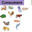 10 Interesting Facts about Food Chains