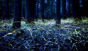 Synchronous fireflies