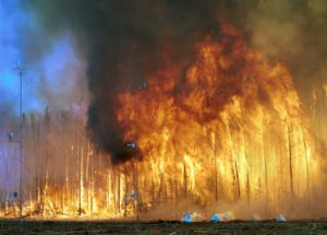 10 Interesting Facts about Forest Fires