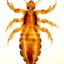 10 Interesting Facts about Head Lice