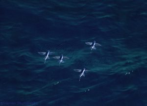 Four-winged flying fish