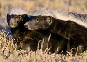 A group of honey badger
