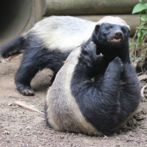 Male and Female Honey Badger