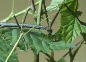 10 Interesting Facts about Stick Insects