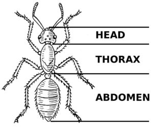 Body parts of insects