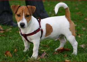 10 Interesting Facts about Jack Russell Terriers