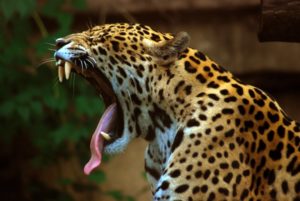 Powerful jaw of jaguar