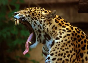 10 Interesting Facts about Jaguars