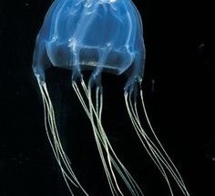 10 Interesting Facts about the Box Jellyfish