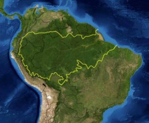 The Amazon jungle