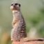 10 Interesting Facts about Meerkats