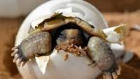 10 Interesting Facts about Dessert Tortoise