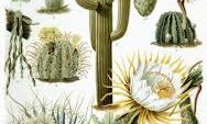 10 Interesting Facts about Cactus Plant