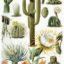 10 Interesting Facts about Cactus Plant