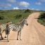 10 Interesting Facts about Zebras