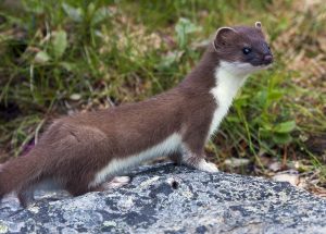 10 Interesting Facts about Weasels