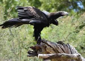 10 Interesting Facts about Wedge-Tailed Eagles