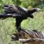 10 Interesting Facts about Wedge-Tailed Eagles