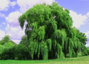 10 Interesting Facts about Weeping Willow Tree