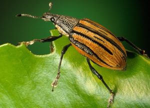 10 Interesting Facts about Weevils