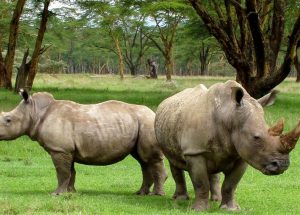 10 Interesting Facts about White Rhinos