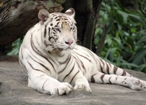 10 Interesting Facts about White Tigers