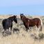 10 Interesting Facts about Wild Mustangs