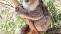 10 Interesting Facts about Wildlife in Australia