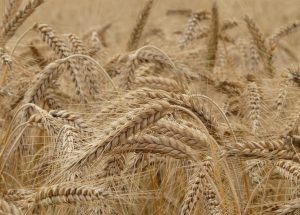 10 Interesting Facts about Wheat