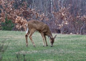 10 Interesting Facts about White-tailed Deer