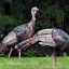 10 Interesting Facts about Wild Turkeys