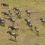 10 Interesting Facts about Wildebeest